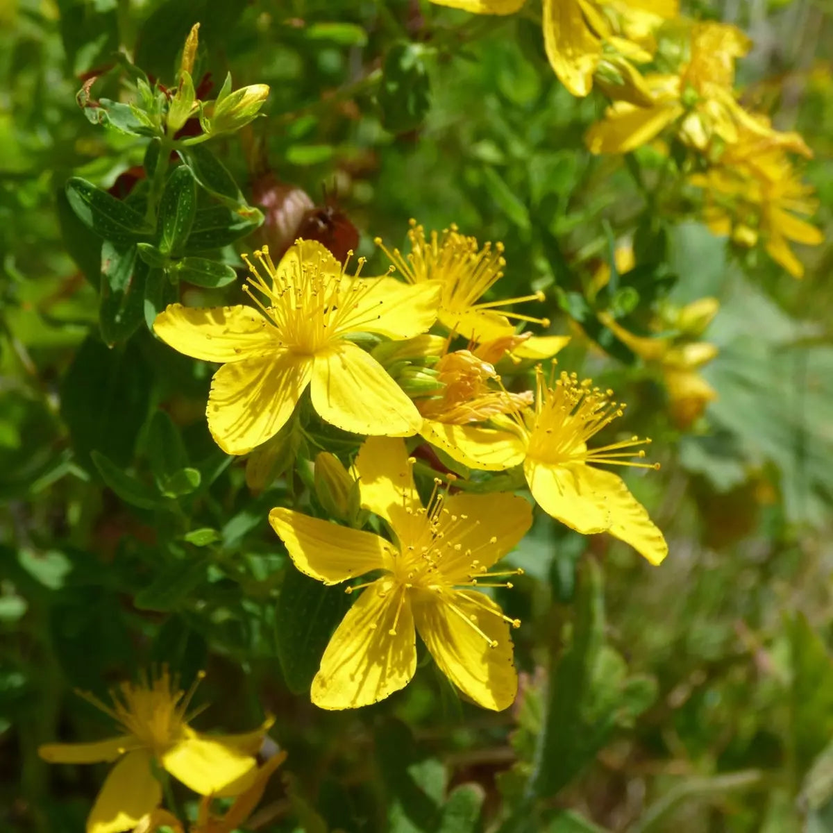 CETONIA HYPERICUM - Hand and Foot Cream Mask | 50g Best Before October 2025