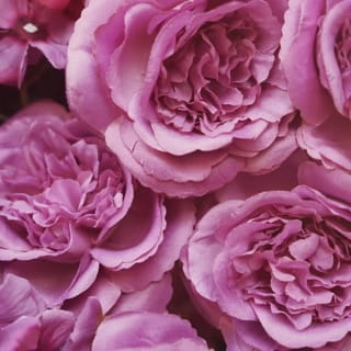 AUNA Organic Damask Rose Hydrolate |100ml