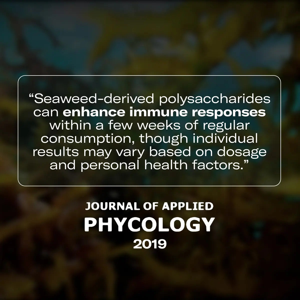 TRUE SEA MOSS Elderberry Sea Moss Gel | 453g