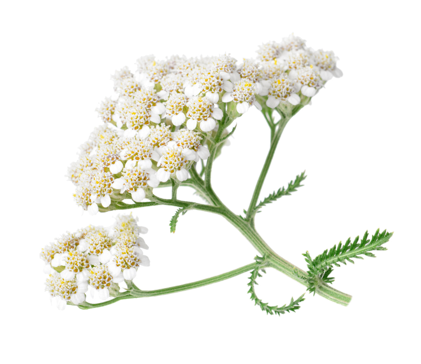 CETONIA ACHILLEA Normalizing-Moisturizing Face Cream | 50g Best Before November 2023