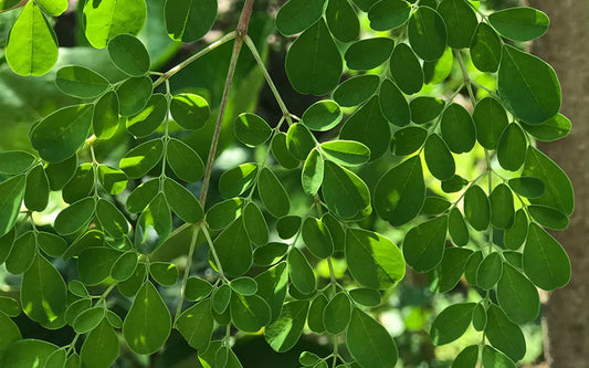 ELIAH SAHIL Organic Oil Body & Hair Moringa | 100ml