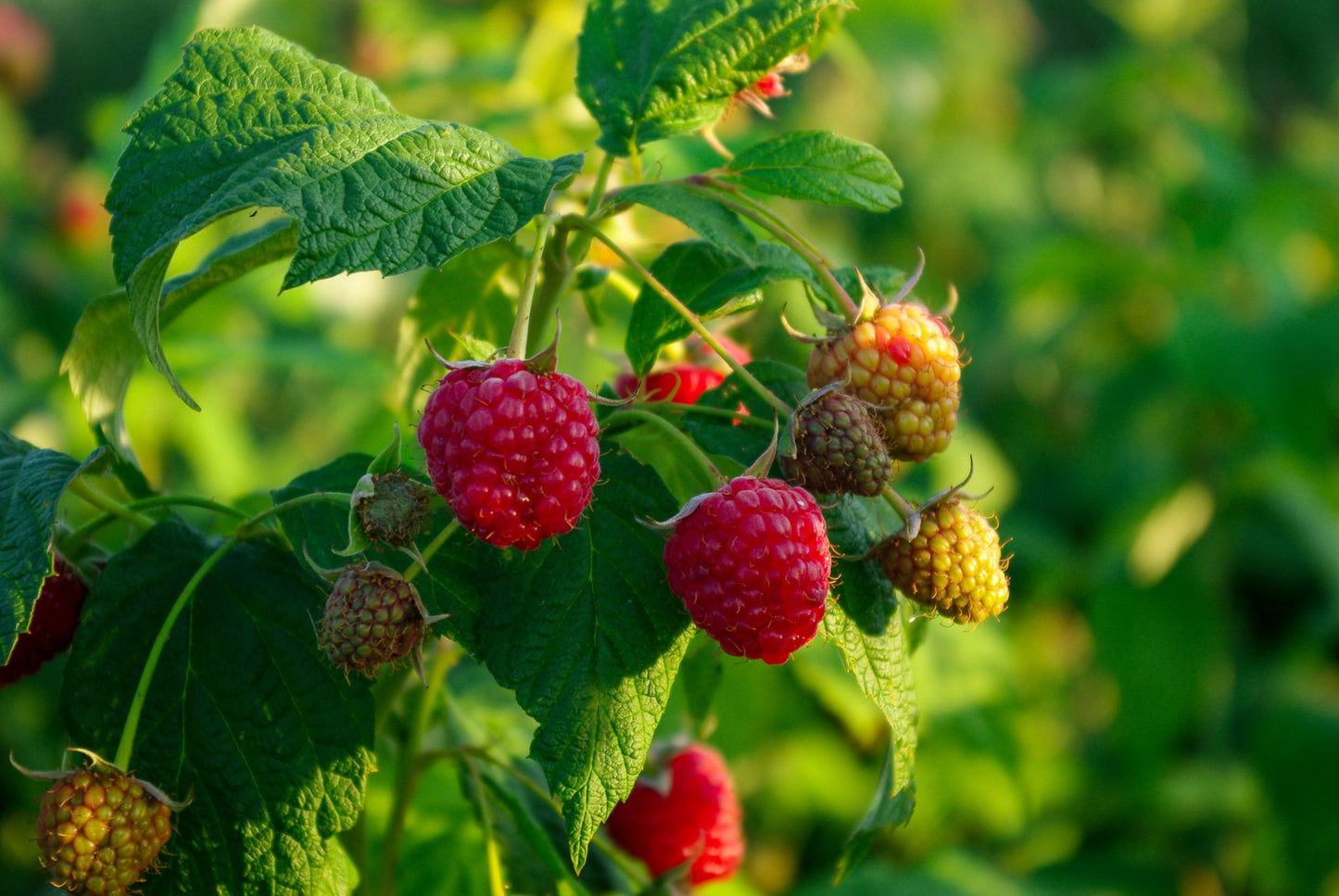 HOMEMADE BY JANKA Raspberry Jam | 220g