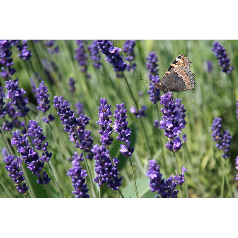 ELIAH SAHIL Organic Shaving Foam Lavander | 110ml