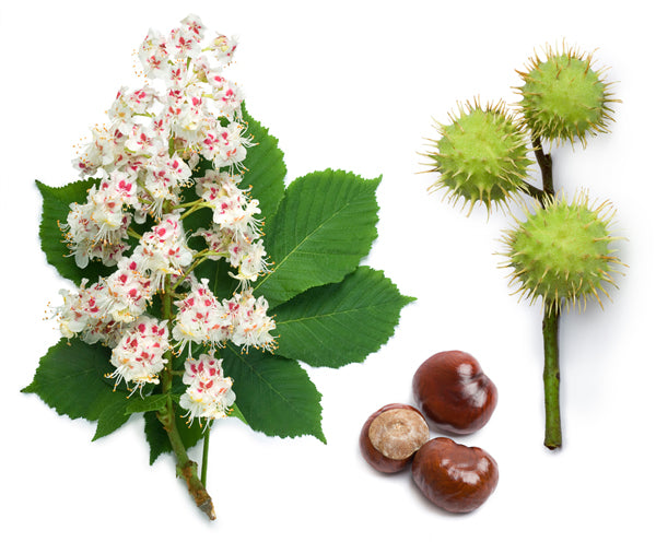 CETONIA AESCULUS - Soothing Oil Elixir | 30ml