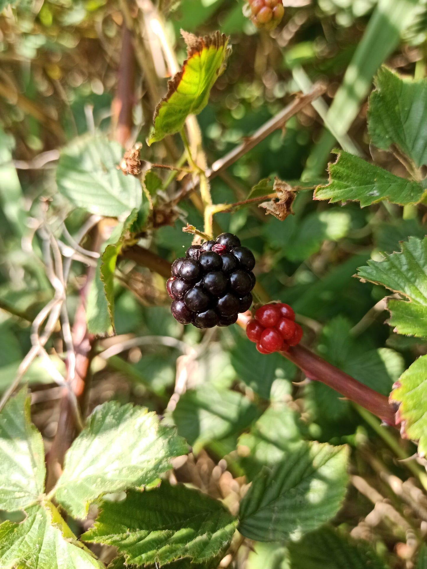 HOMEMADE BY JANKA   Blackberry Jam  | 220g