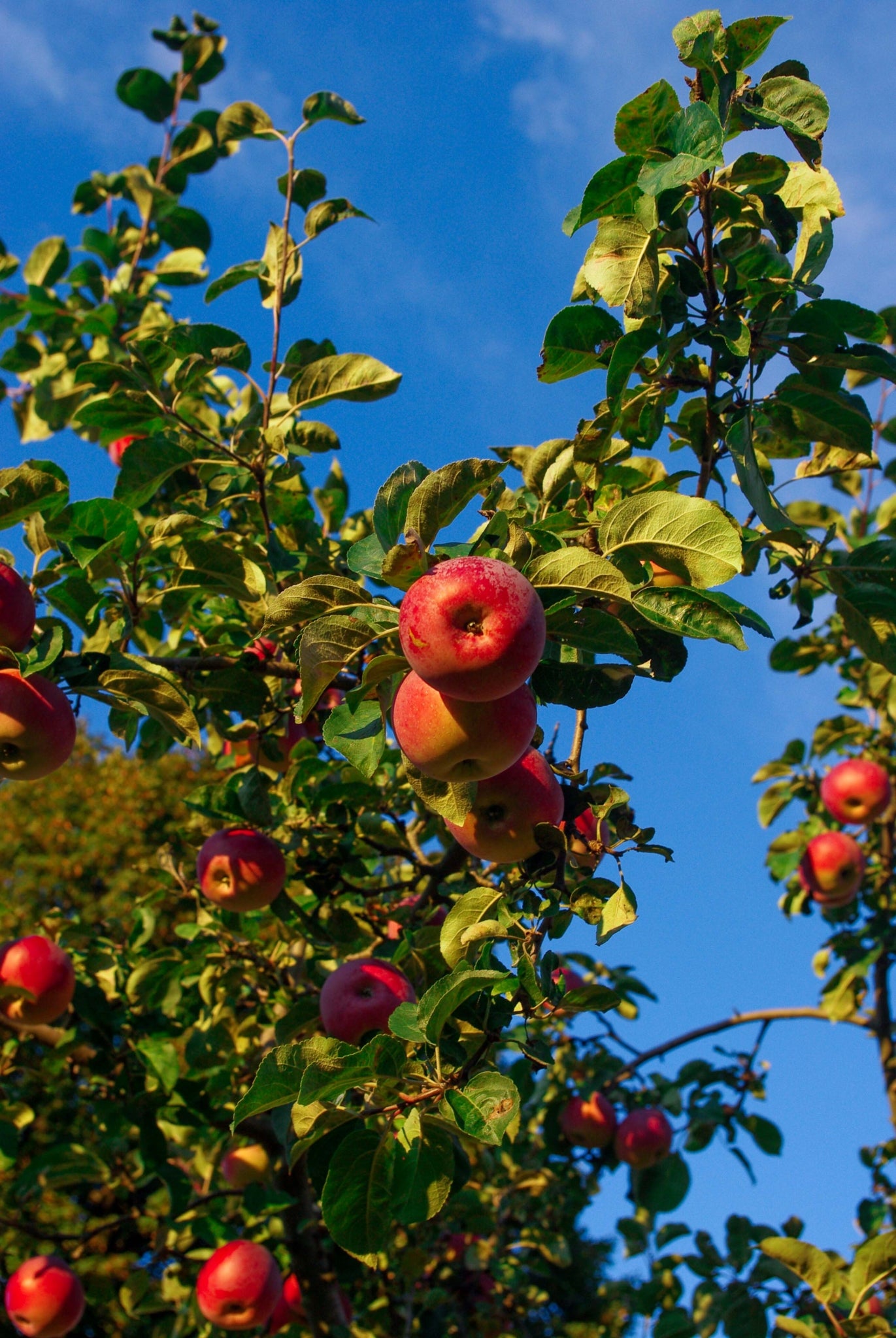 HOMEMADE BY JANKA  Apple Jam  | 220g