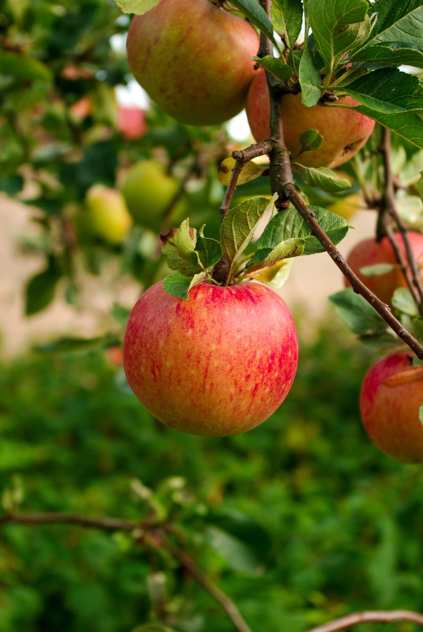 HOMEMADE BY JANKA  Apple Jam  | 220g