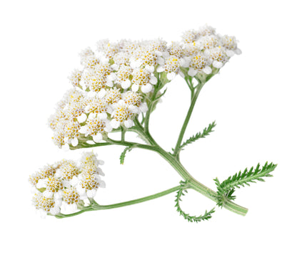 CETONIA ACHILLEA Normalizing-Moisturizing Face Cream | 50g Best Before November 2023