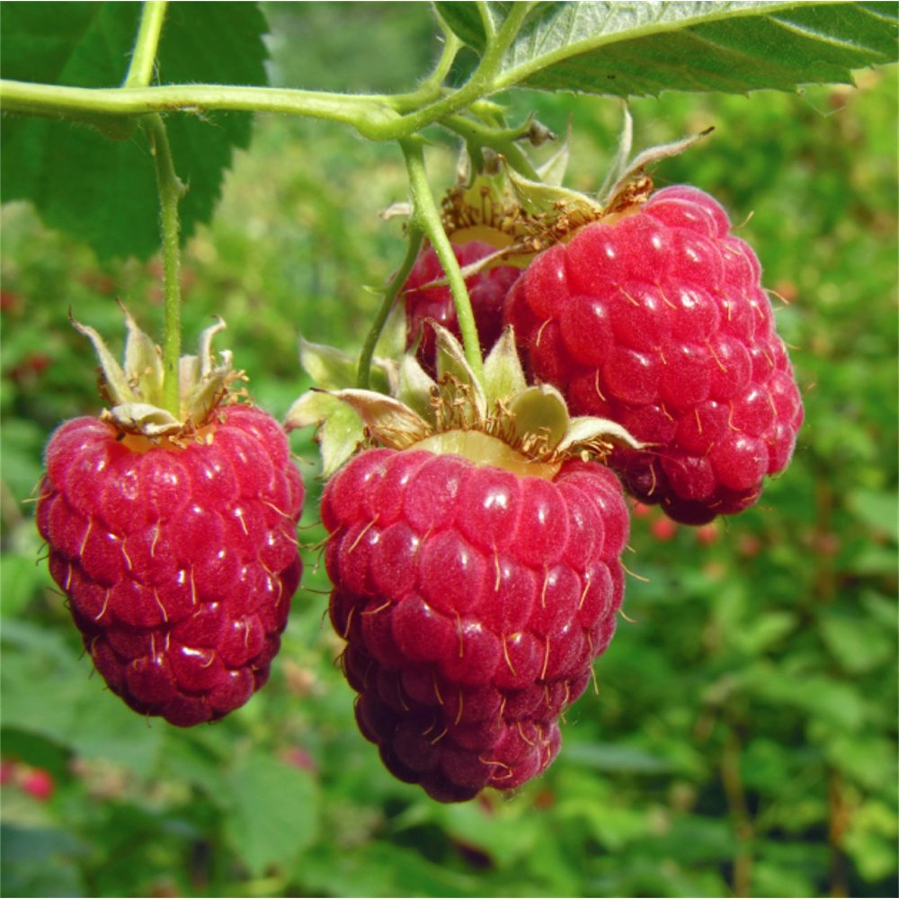 HOMEMADE BY JANKA   Raspberry Jam No Seeds  | 220g