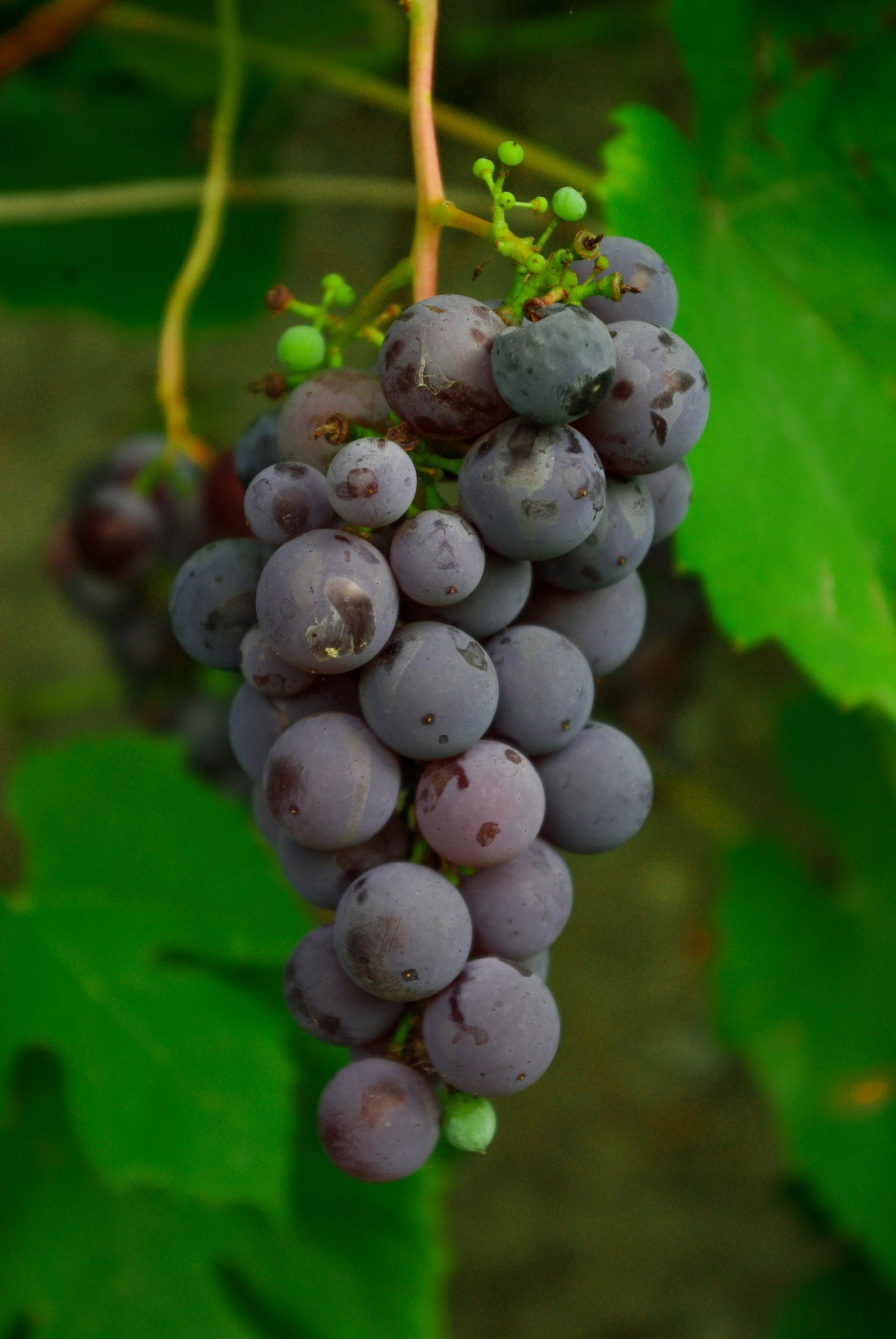 HOMEMADE BY JANKA  Grape Juice  | Cold Pressed | 330ml