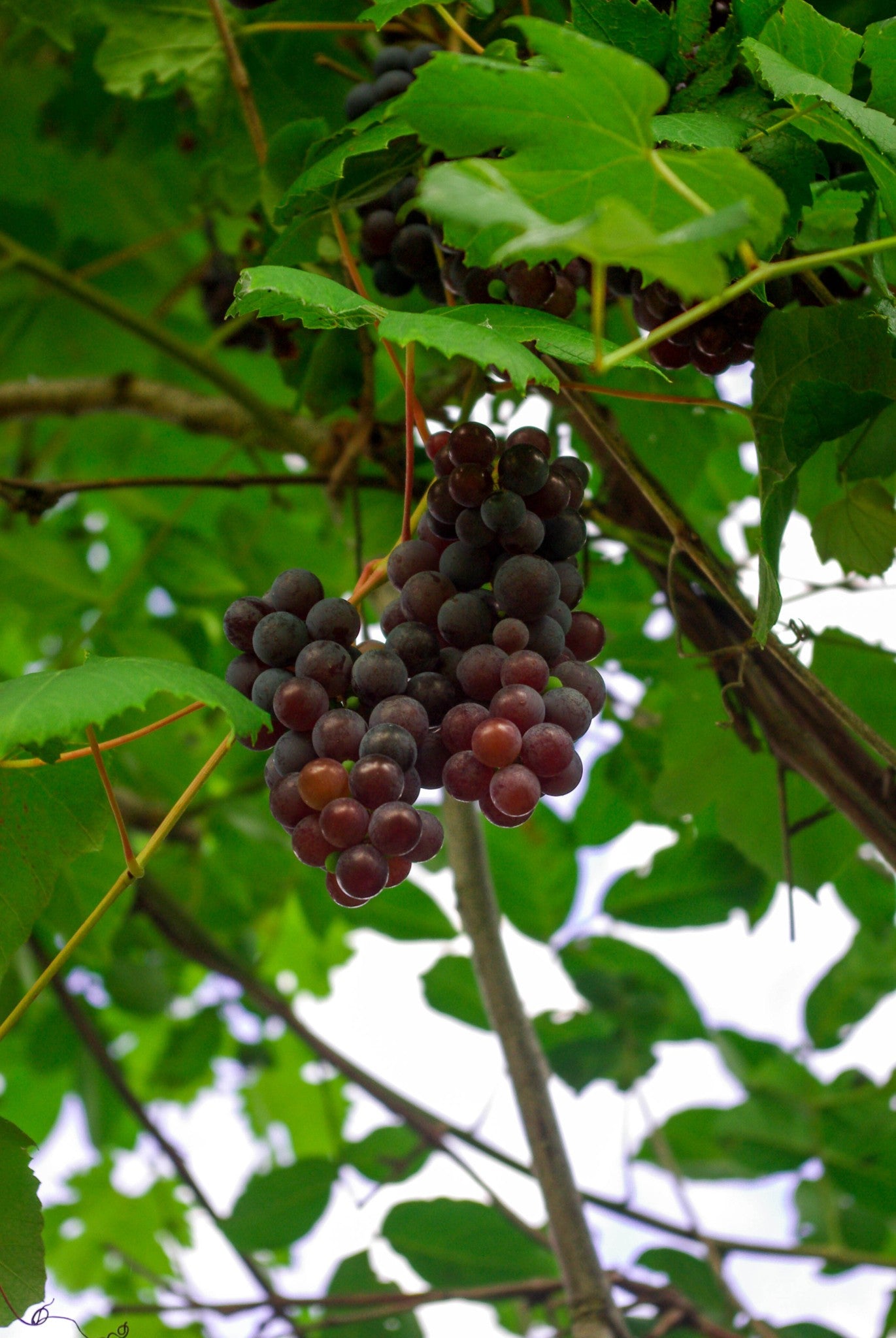 HOMEMADE BY JANKA  Grape Juice  | Cold Pressed | 330ml