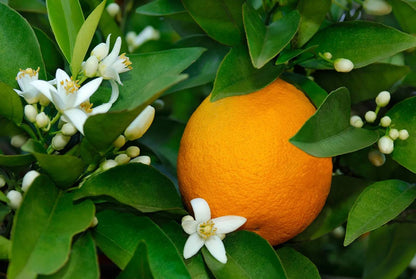 AITNA VOLCANIC ESSENCE Perfumed Water - Orange and Vanilla |  50ml