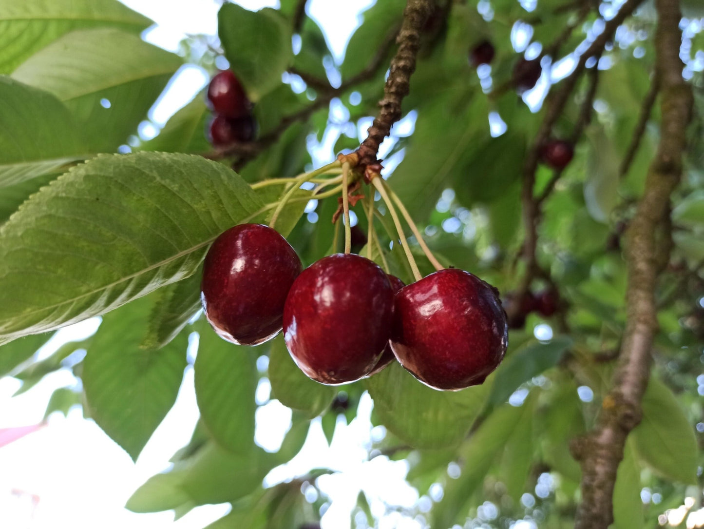 HOMEMADE BY JANKA  Sweet Cherry Juice  | Cold Pressed | 330ml